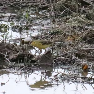 Eastern Yellow Wagtail, subspecies ID? - Bang Pra Non-hunting Area