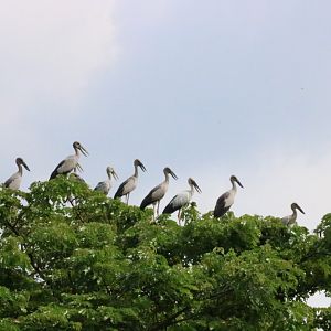 Asian Openbill Storks - Bang Pra Non-hunting Area