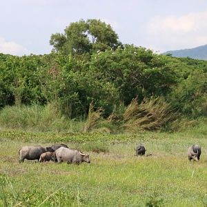 (domestic) Water Buffalo and Openbill Storks - Bang Pra Non-hunting Area