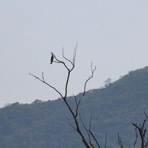 Oriental Darter - Bang Pra Non-hunting Area