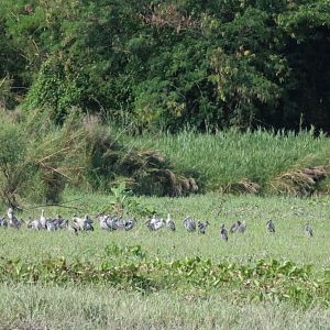 Asian Openbill Storks - Bang Pra Non-hunting Area
