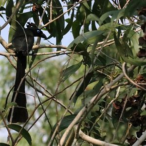 Racket-tailed Treepie - Bang Pra Non-hunting Area