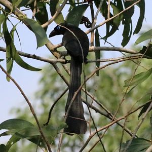 Racket-tailed Treepie - Bang Pra Non-hunting Area
