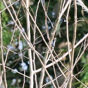 Racket-tailed Treepie - Bang Pra Non-hunting Area