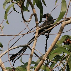 Racket-tailed Treepie - Bang Pra Non-hunting Area
