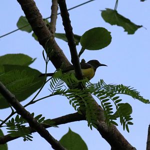 Brown-throated Sunbird - Bang Pra Non-hunting Area