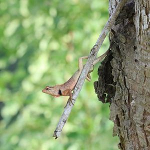 Changeable Crested Lizard - Bang Pra Non-hunting Area