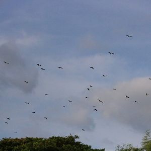 Asian Openbills - Bang Pra Non-hunting Area