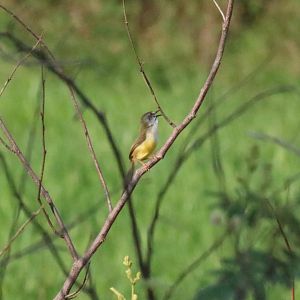 Yellow-bellied Prinia - Bang Pra Non-hunting Area