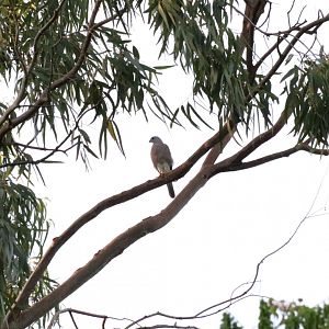 Shikra - Bang Pra Non-hunting Area