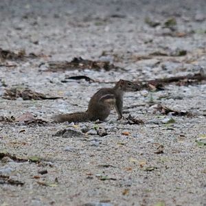 Berdmore's Ground Squirrel - Bang Pra Non-hunting Area