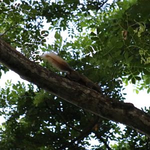 Variable Squirrel, subspecies? - Bang Pra Non-hunting Area
