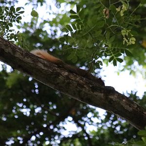 Variable Squirrel, subspecies? - Bang Pra Non-hunting Area
