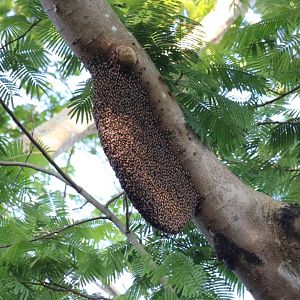 Giant Bee Hive - Bang Pra Non-hunting Area