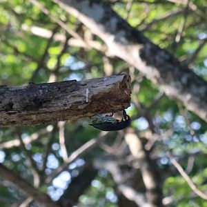 Coppersmith Barbet - Bang Pra Non-hunting Area