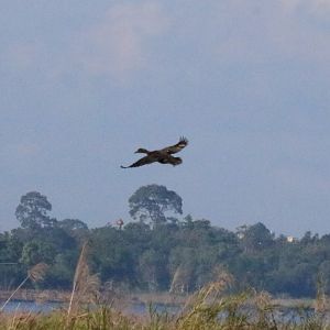 Domestic Duck - Bang Pra Non-hunting Area