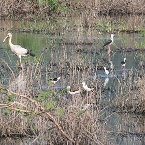 Black-winged Stilts and Asian Openbill - Bang Pra Non-hunting Area