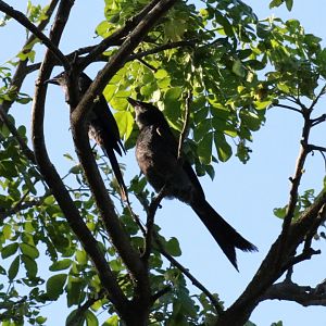 Ashy Drongos, subspecies D. l. mouhoti  - Bang Pra Non-hunting Area