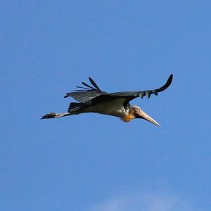Lesser Adjutant - Bang Pra Non-hunting Area