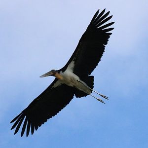 Lesser Adjutant - Bang Pra Non-hunting Area