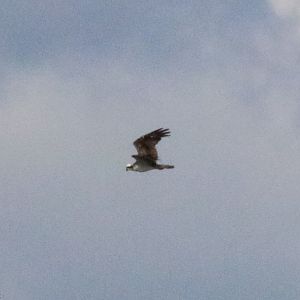 Osprey - Bang Pra Non-hunting Area