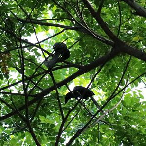 Racket-tailed Treepies - Bang Pra Non-hunting Area