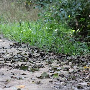 Very Well Camouflaged Forest Wagtail, Can you Spot it? - Bang Pra Non-hunting Area