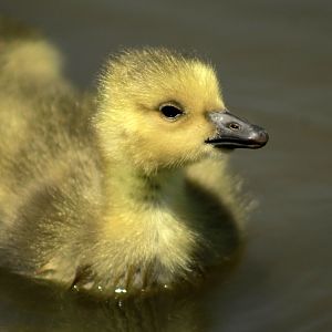 Apr. 2017 -  West Chester - Gosling