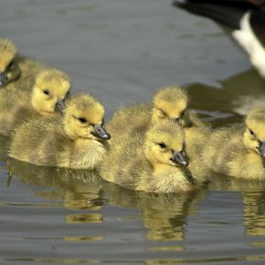 Apr. 2017 - West Chester - Goslings