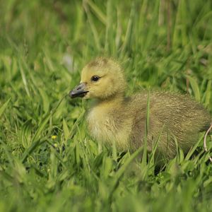 Apr. 2017 - West Chester - Gosling in the field