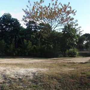 Asian Elephant Exhibit Front View Panorama