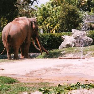 Dalip in Musth 2008