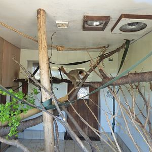 Crowned Lemur Indoor