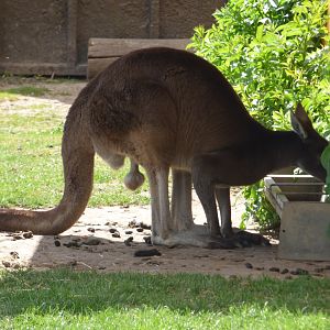 Kangaroo