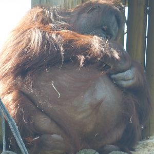 Kibriah the Orangutan