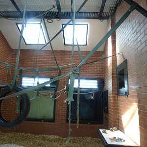 Indoor Siamang Enclosure