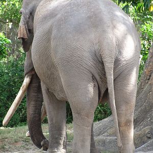 Dalip's Sloping Back 2011