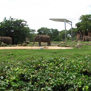 Nellie, Maude & Dalip 2011