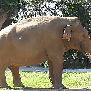Zoo Miami Asian Elephant Dalip - YouTube