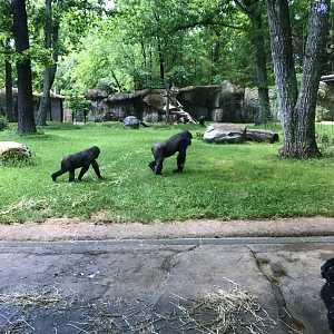 Forest Glade - Western Lowland Gorilla