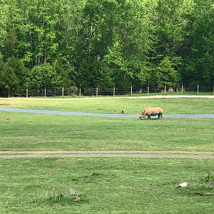 Watani Grasslands - Southern White Rhino