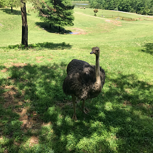 Watani Grasslands - Ostrich