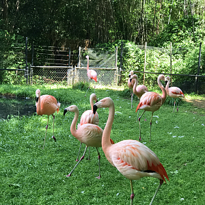 Chilean Flamingos