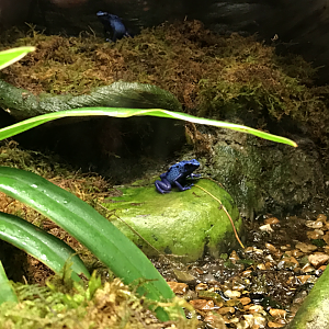 RJ Reynolds Forest Aviary - Blue Poison Dart Frog