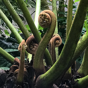 RJ Reynolds Forest Aviary - Australian Tree Fern?