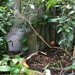 RJ Reynolds Forest Aviary - Scarlet-faced Liocichla