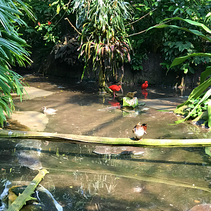 RJ Reynolds Forest Aviary - Scarlet Ibis & Mandarin Duck