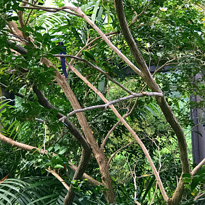 RJ Reynolds Forest Aviary - Green Woodhoopoe & Blue-crowned Hanging Parrot