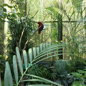 RJ Reynolds Forest Aviary - Eclectus Parrot