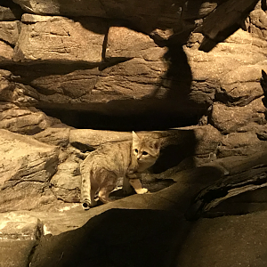Mangum Desert - Sand Cat